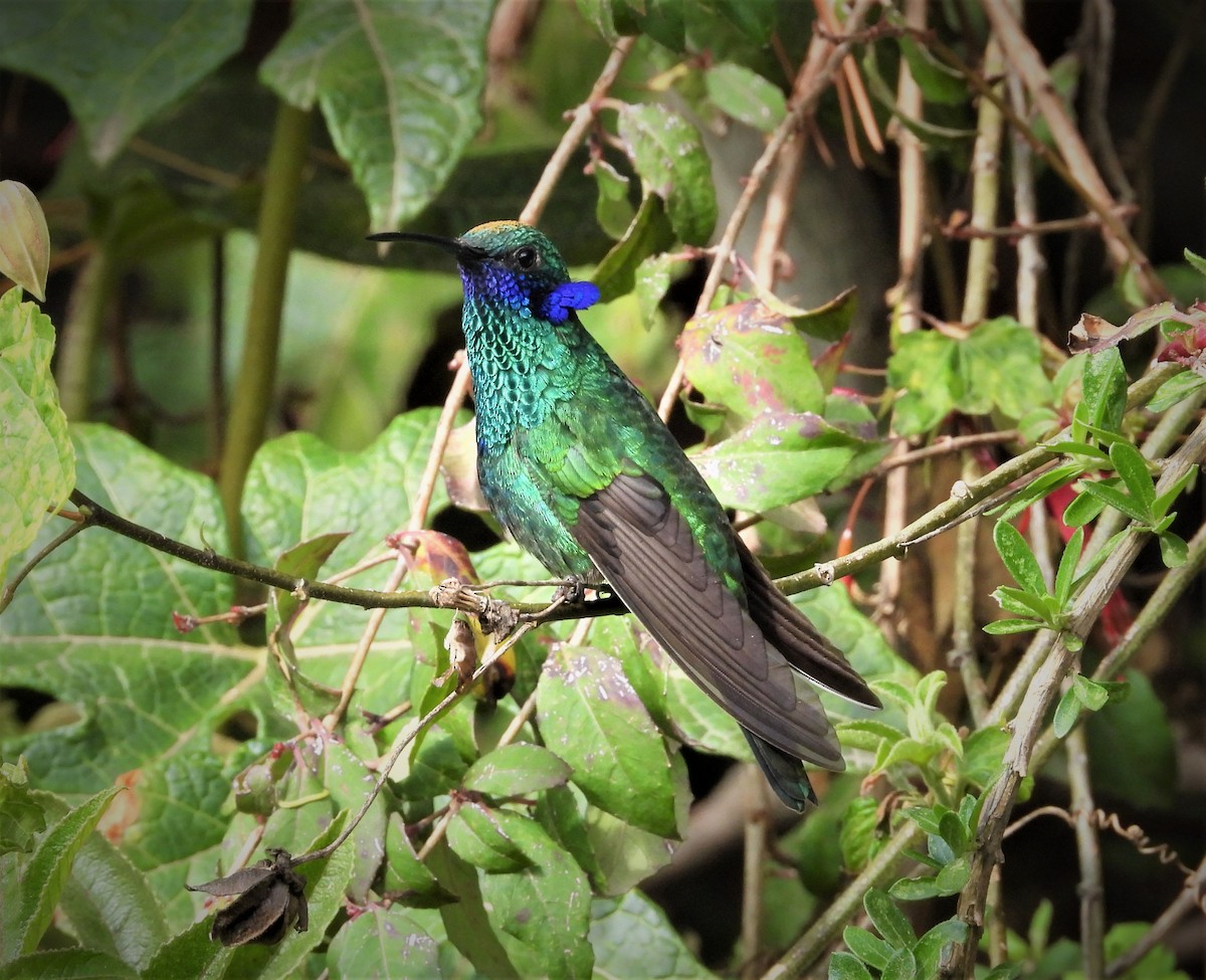 kolibřík modrolící - ML551079211