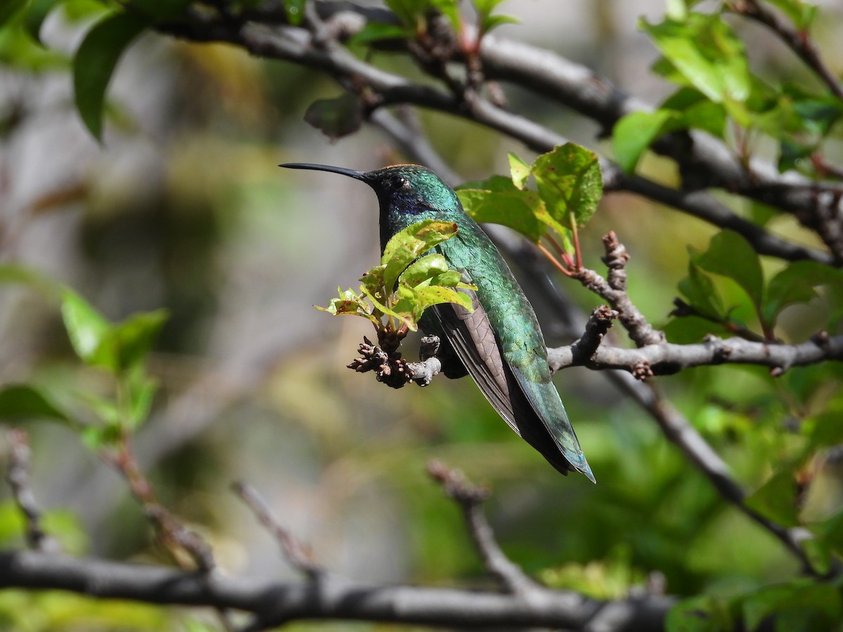 kolibřík modrolící - ML551079231