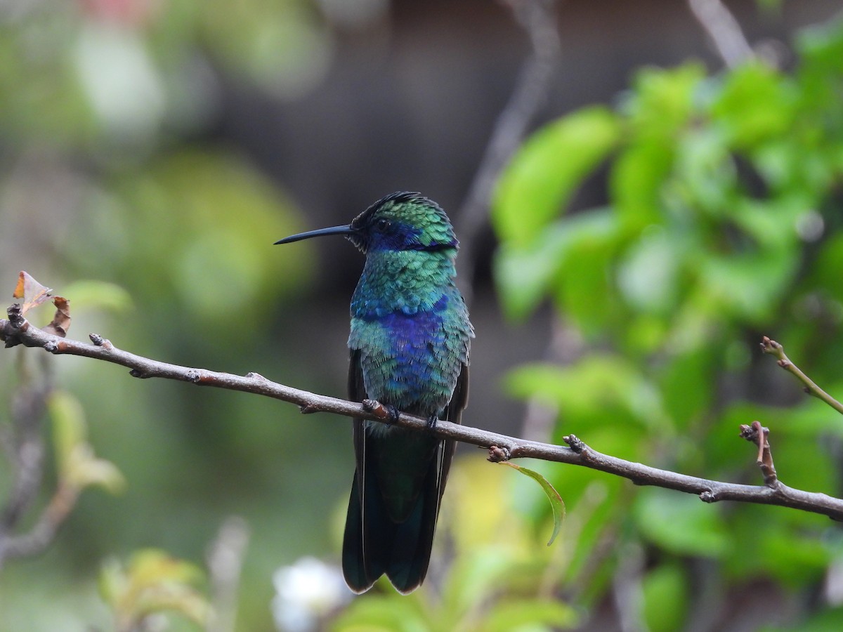 kolibřík modrolící - ML551079241
