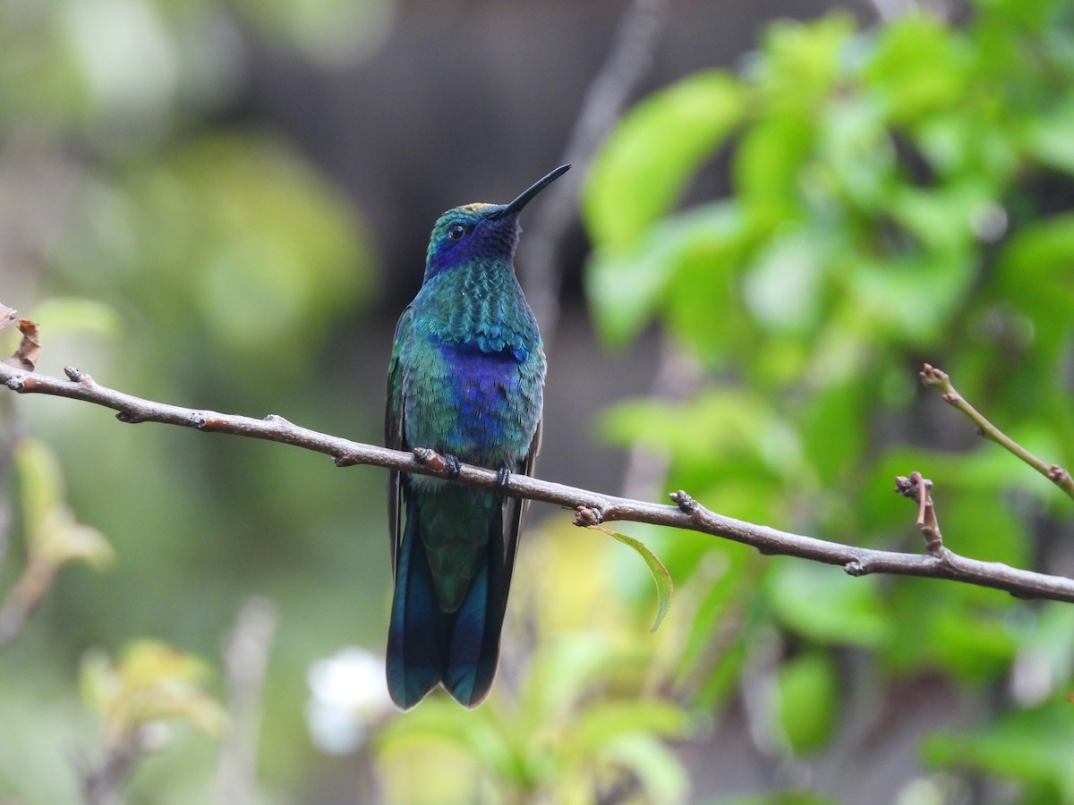 fiolørekolibri - ML551079251