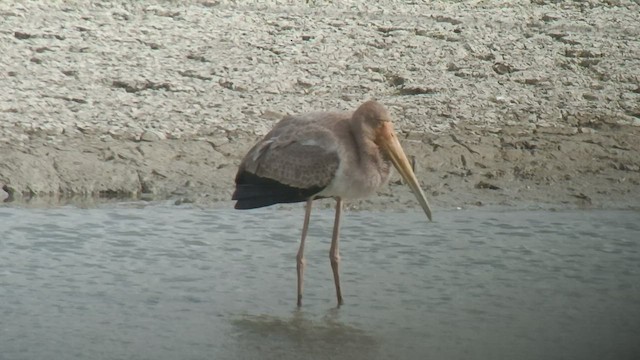 Yellow-billed Stork - ML551079261