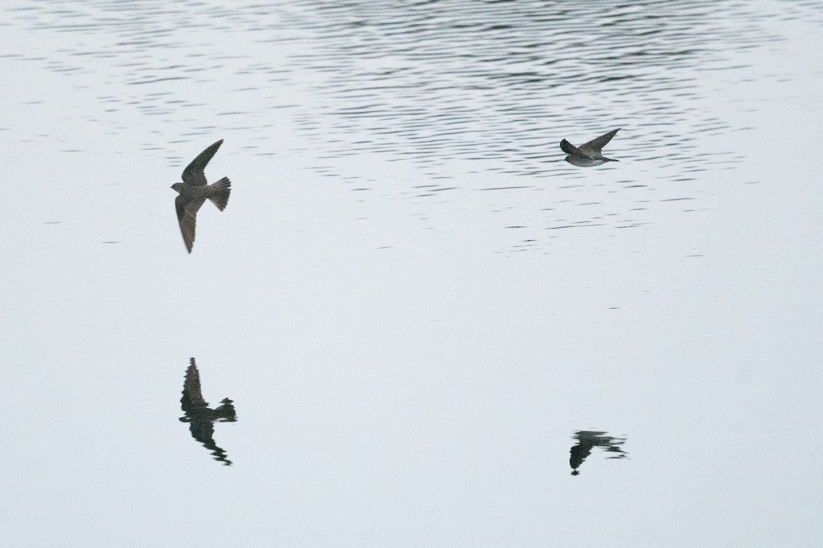 Northern Rough-winged Swallow - ML551079511