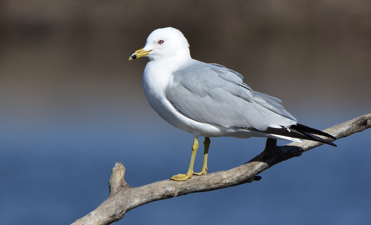 Ring-billed Gull - Dean Hester