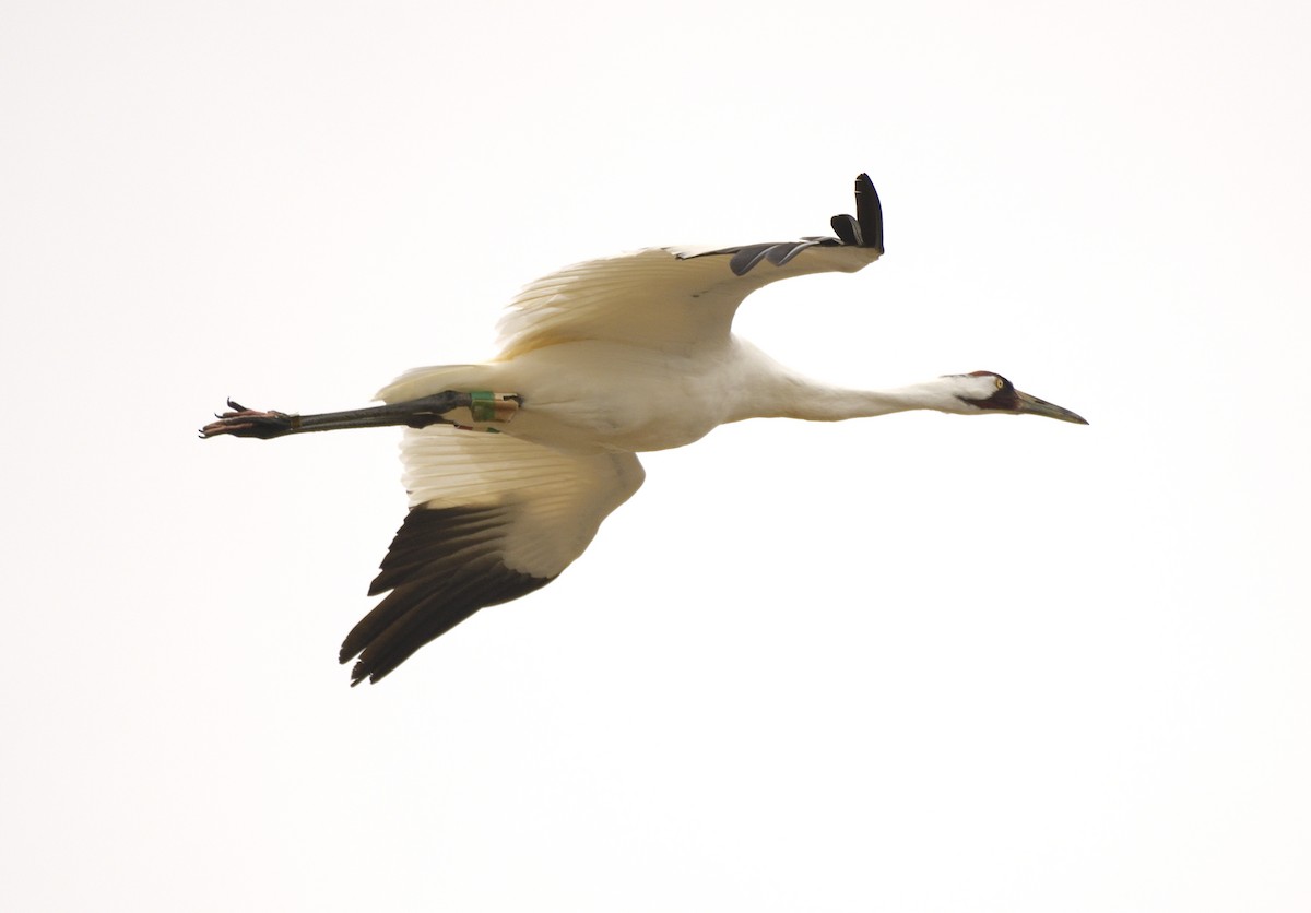 Whooping Crane - ML551079711