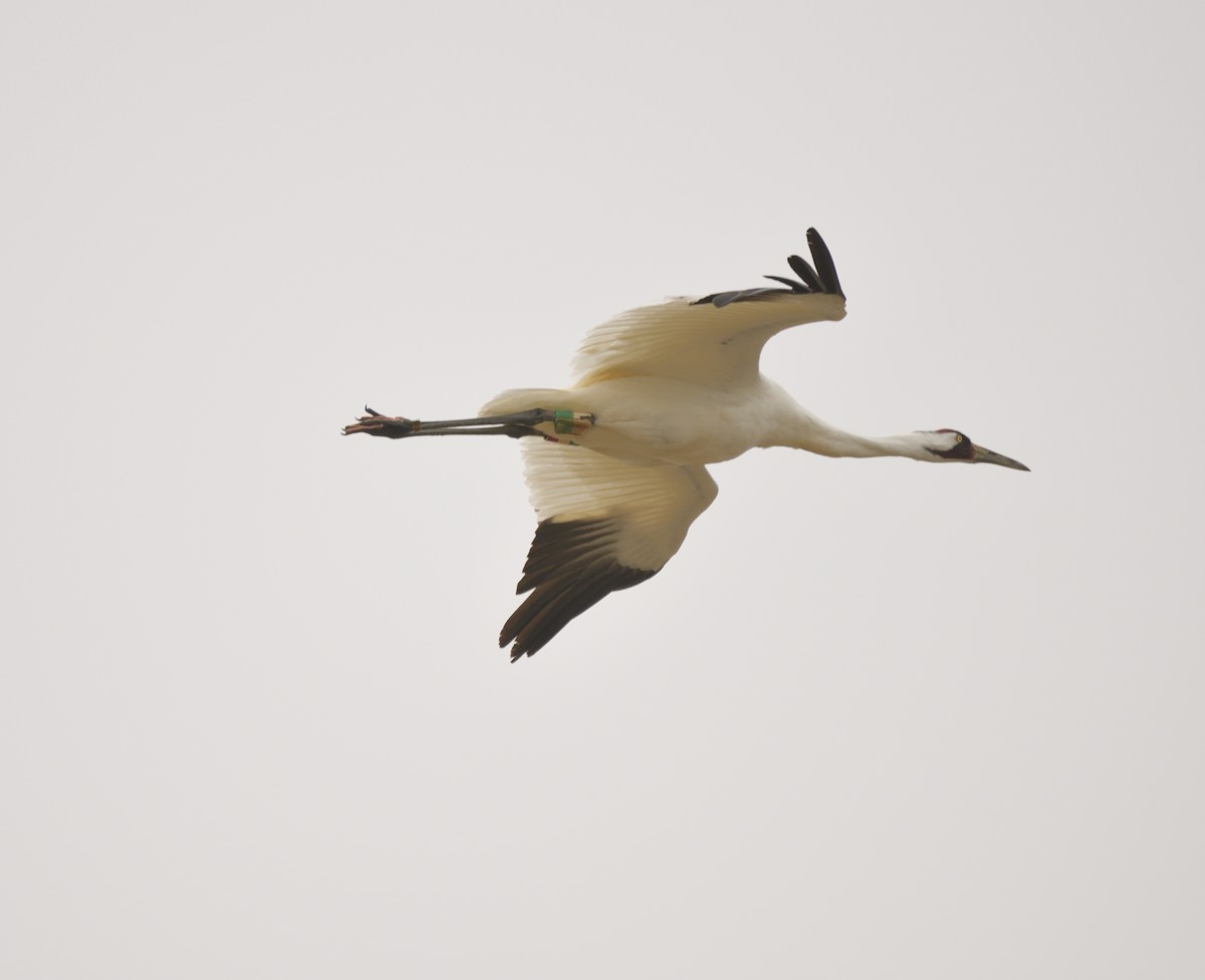 Whooping Crane - ML551079761