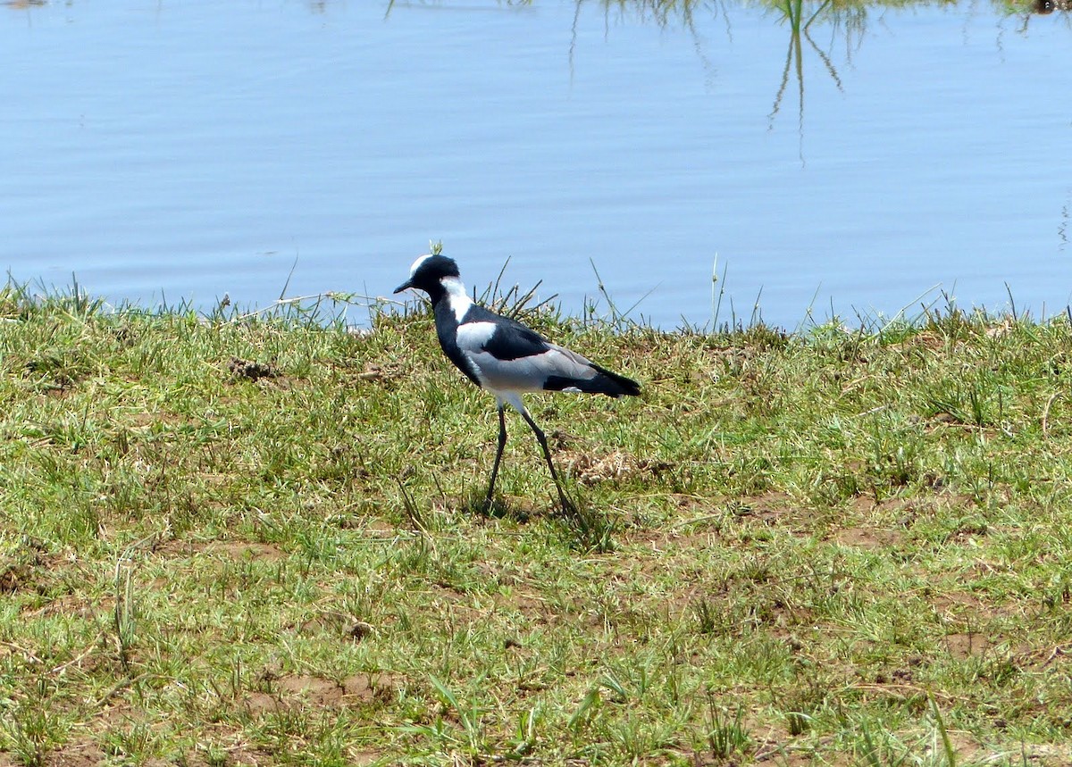 Blacksmith Lapwing - ML55108041