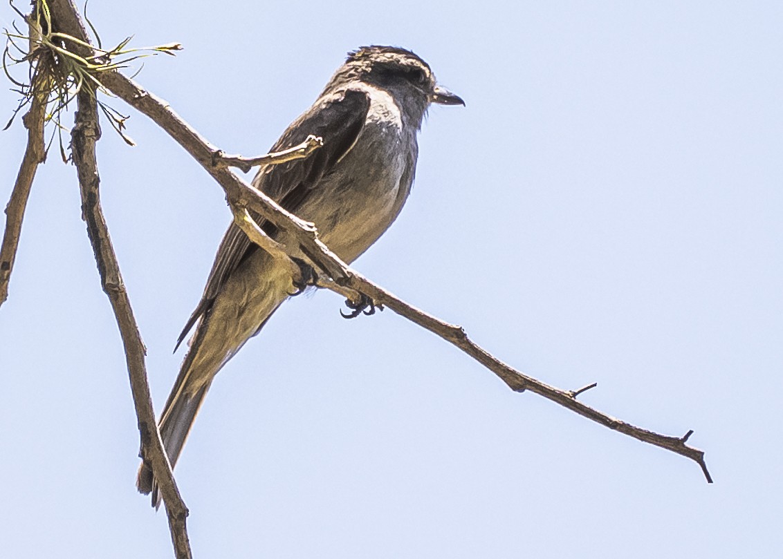 Crowned Slaty Flycatcher - Amed Hernández