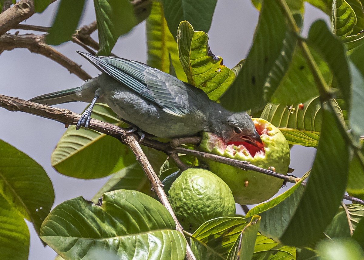 Sayaca Tanager - ML551080681