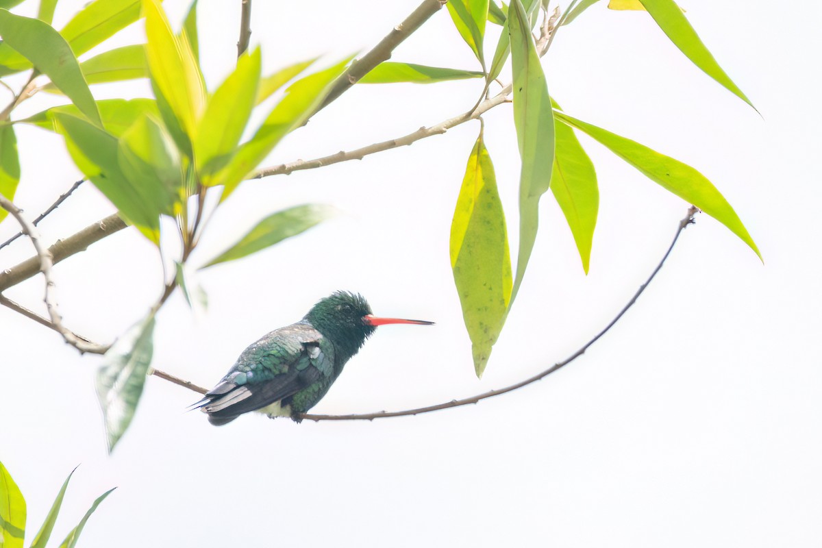 Glittering-bellied Emerald - ML551080701