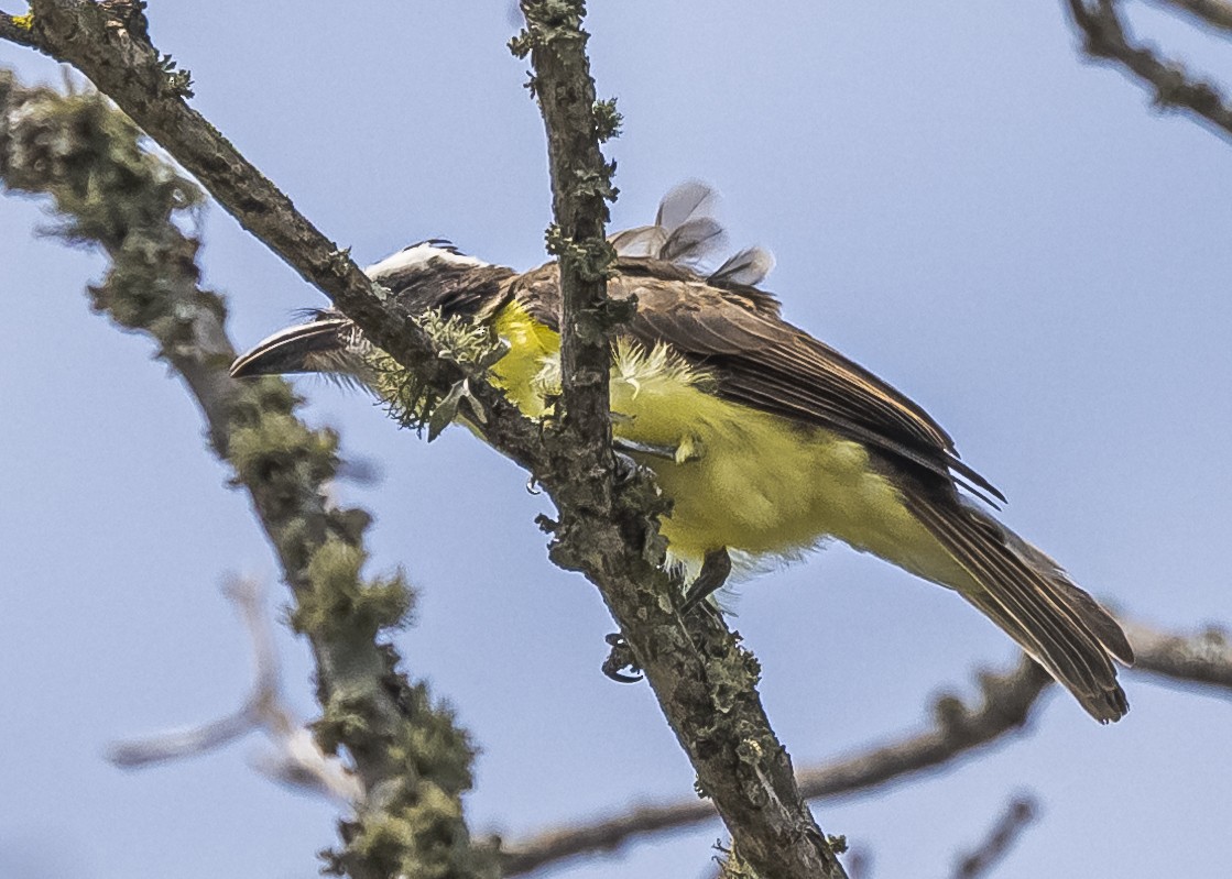 Boat-billed Flycatcher - Amed Hernández