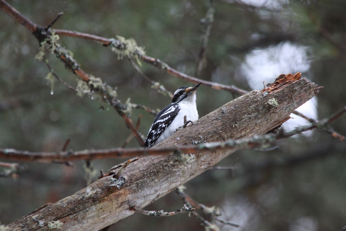 Downy Woodpecker - ML551081281