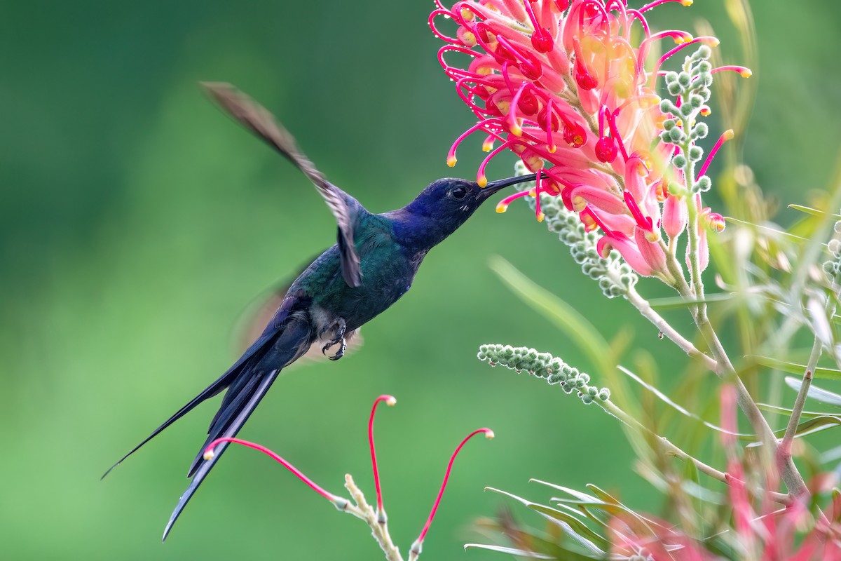 Swallow-tailed Hummingbird - ML551081361