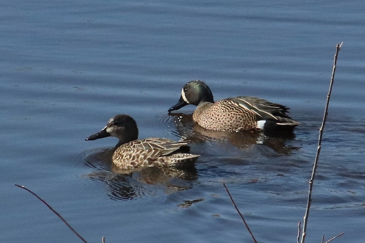 Blue-winged Teal - ML551081741