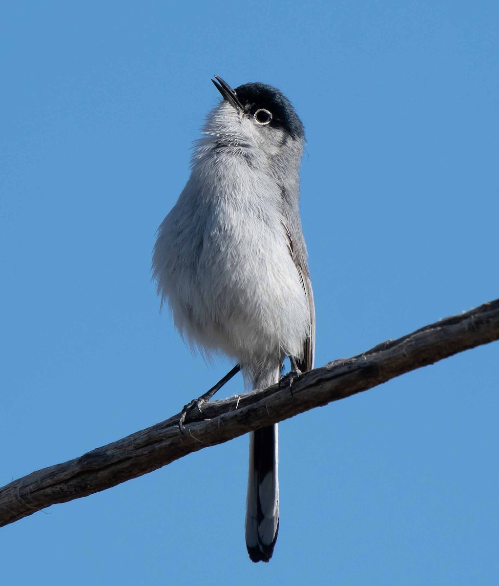 Black-tailed Gnatcatcher - ML551082721