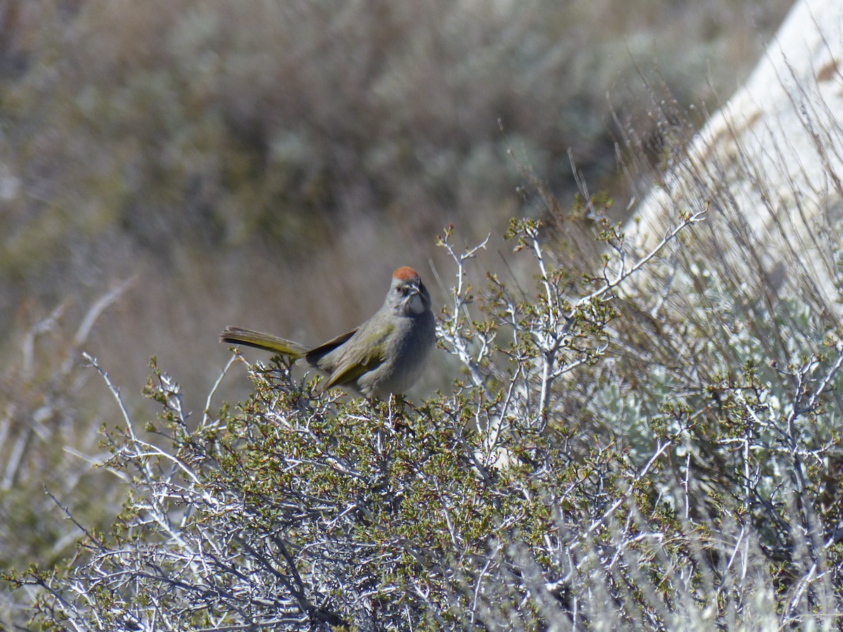 Green-tailed Towhee - ML55108291