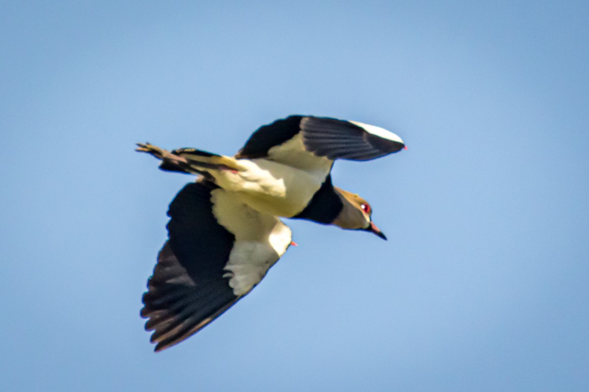 Southern Lapwing - Michael Warner