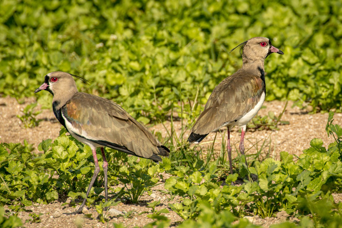 Southern Lapwing - ML551083551