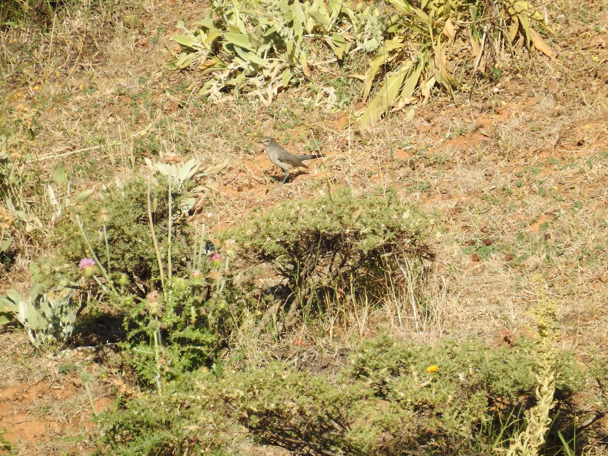 White-throated Robin - ML551083661