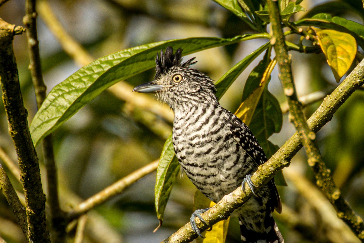 Barred Antshrike (Barred) - ML551083821