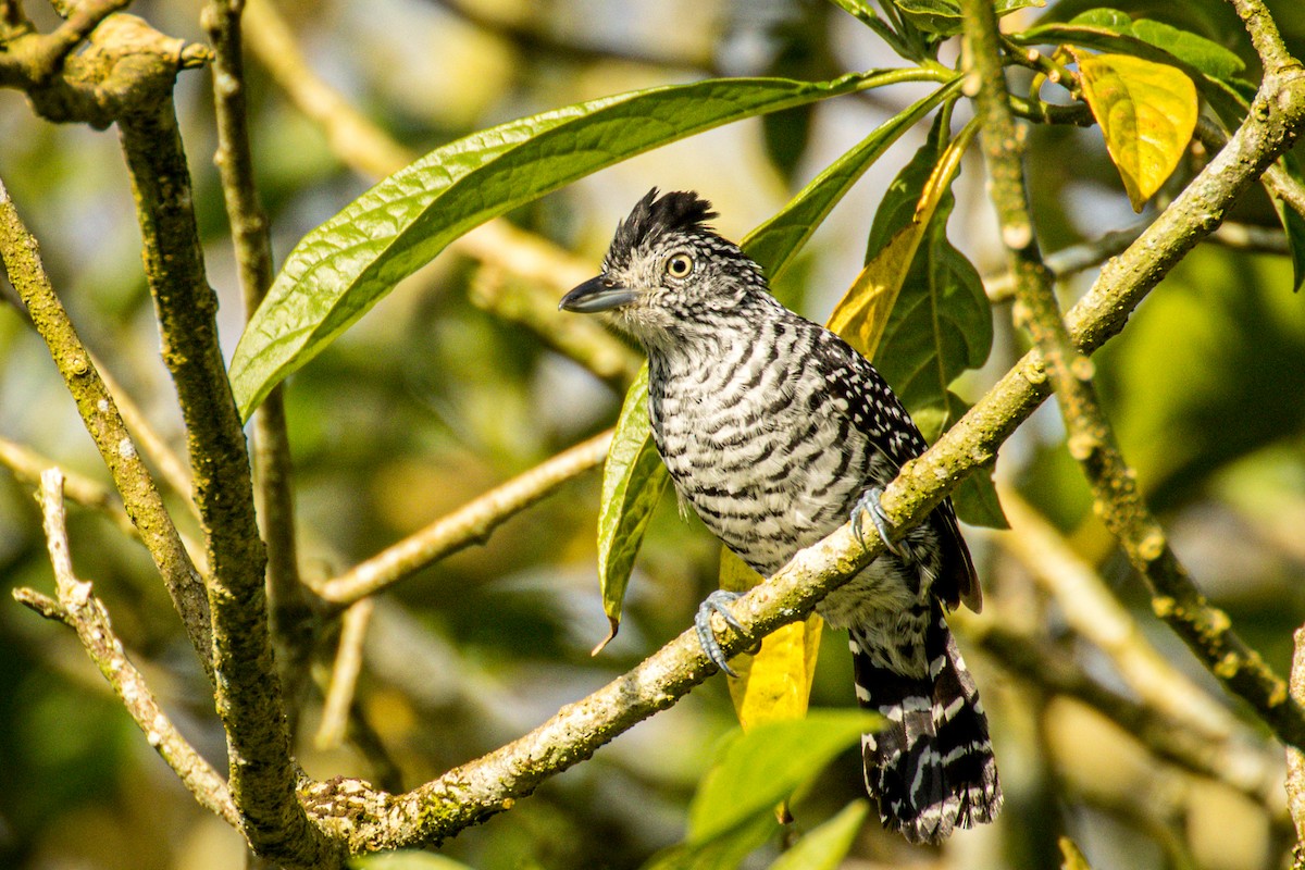 Barred Antshrike (Barred) - Michael Warner