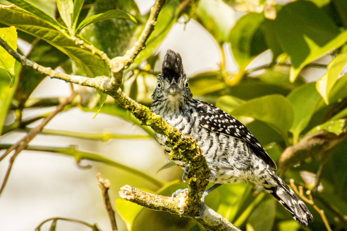 Barred Antshrike (Barred) - ML551083871