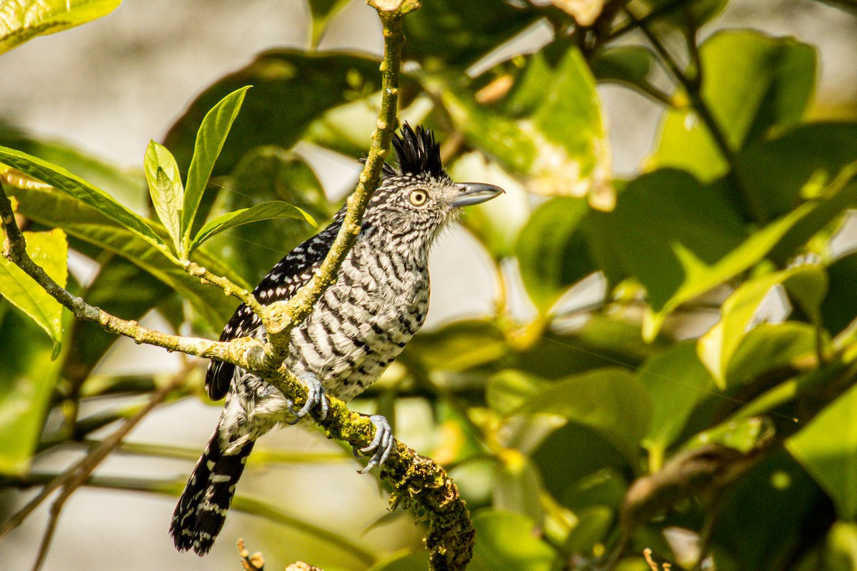 Barred Antshrike (Barred) - ML551083891