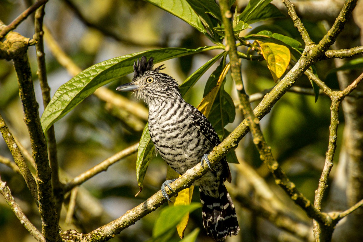 Barred Antshrike (Barred) - ML551083931