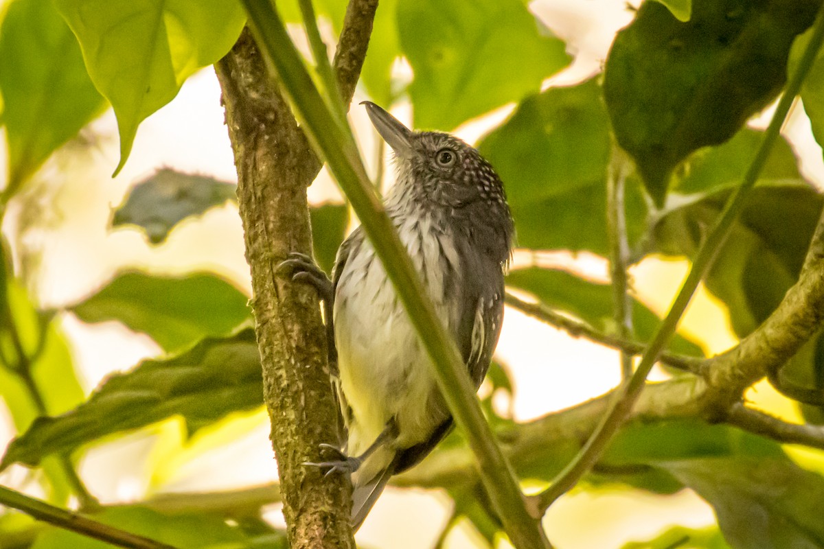 Tüpfelkronen-Ameisenvogel - ML551084101