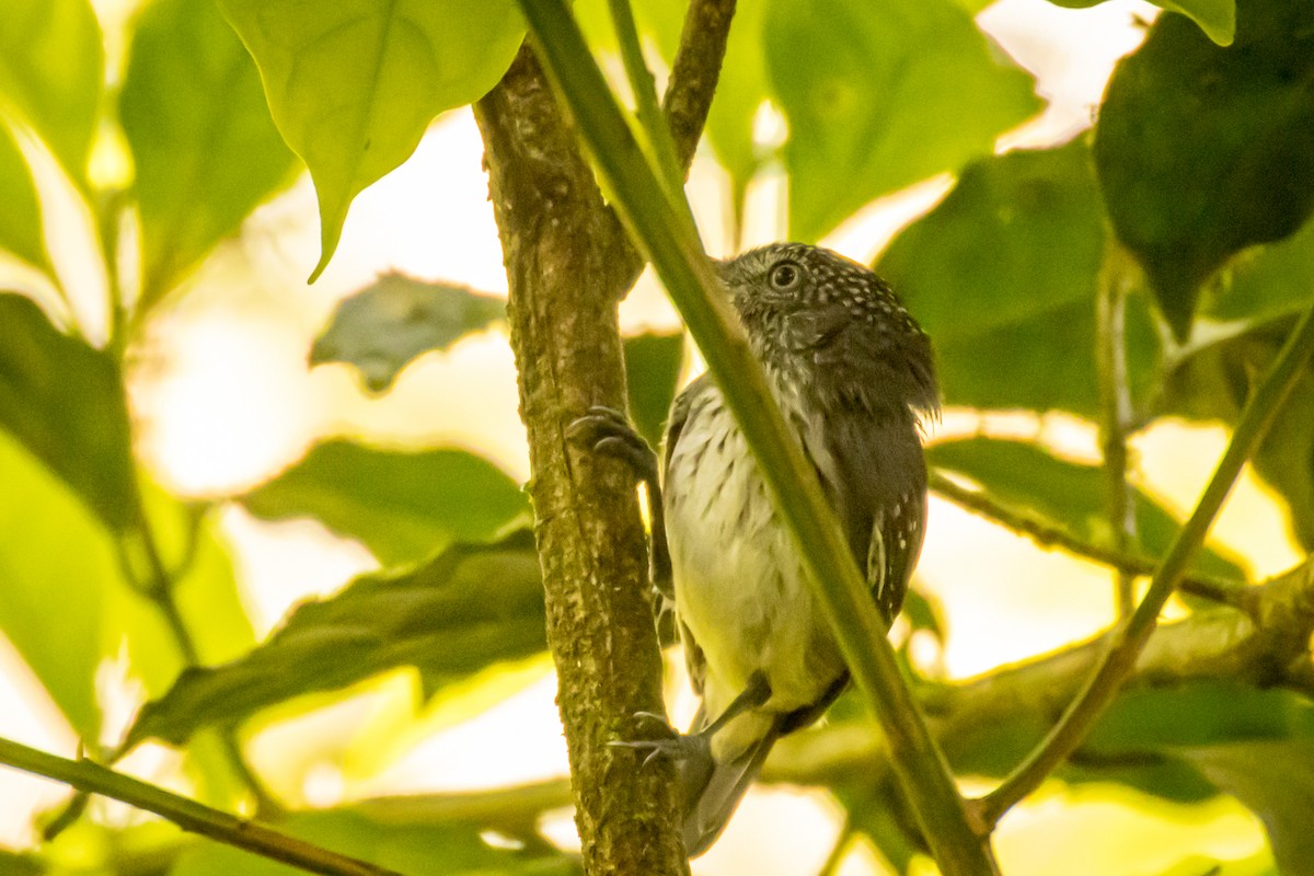 Tüpfelkronen-Ameisenvogel - ML551084111