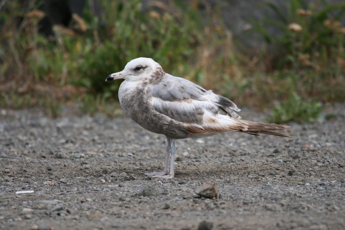 Gaviota Californiana - ML551084221