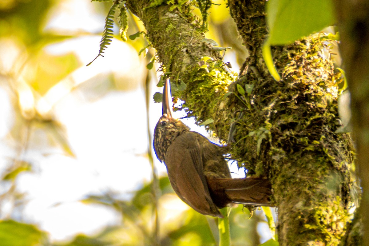 Cocoa Woodcreeper - ML551084361