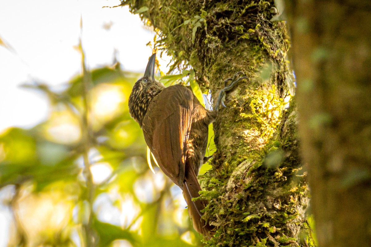 Cocoa Woodcreeper - ML551084391