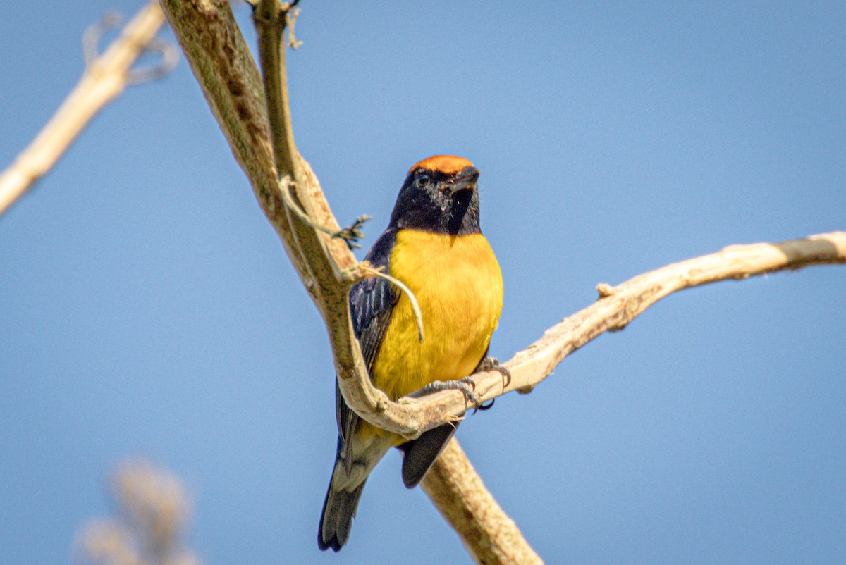 Tawny-capped Euphonia - ML551084561