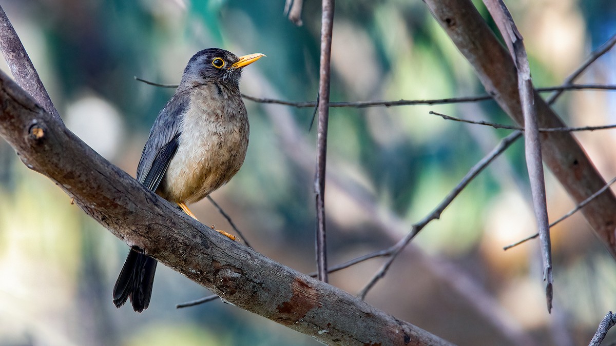 Austral Thrush - ML551084921