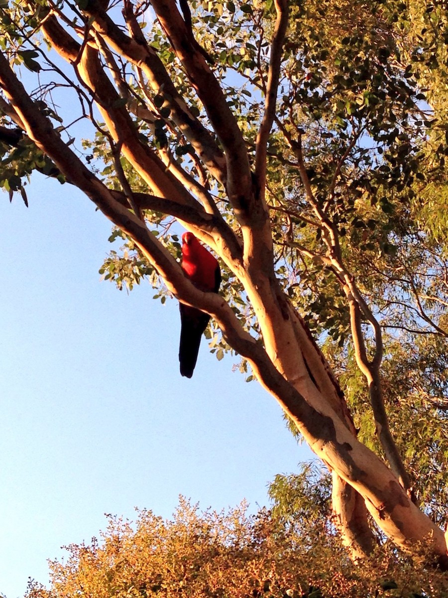 Australian King-Parrot - ML55108501