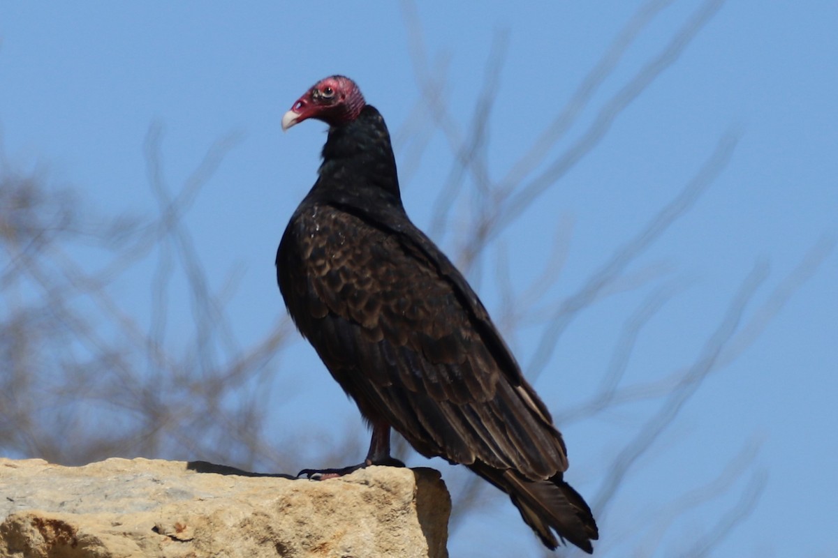 Turkey Vulture - Carson Jones