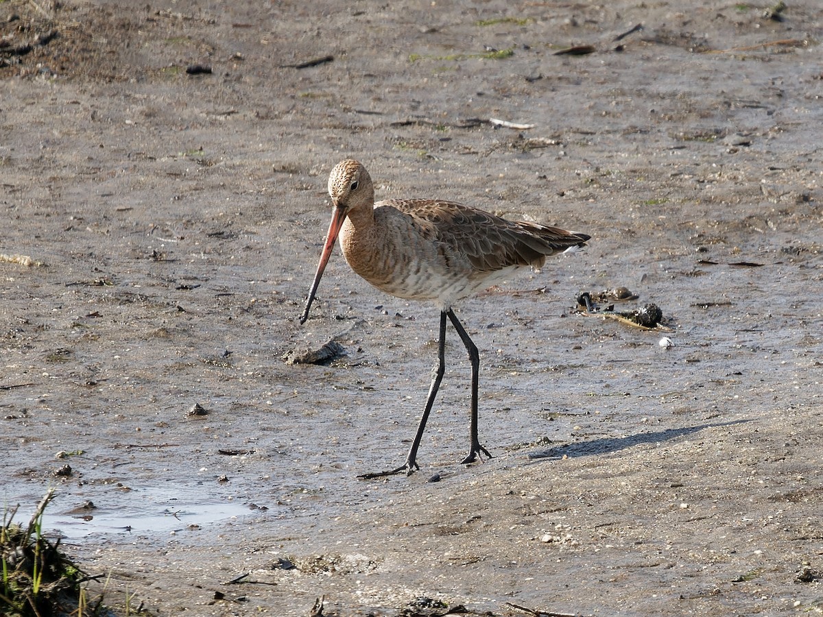 Black-tailed Godwit - ML551086251