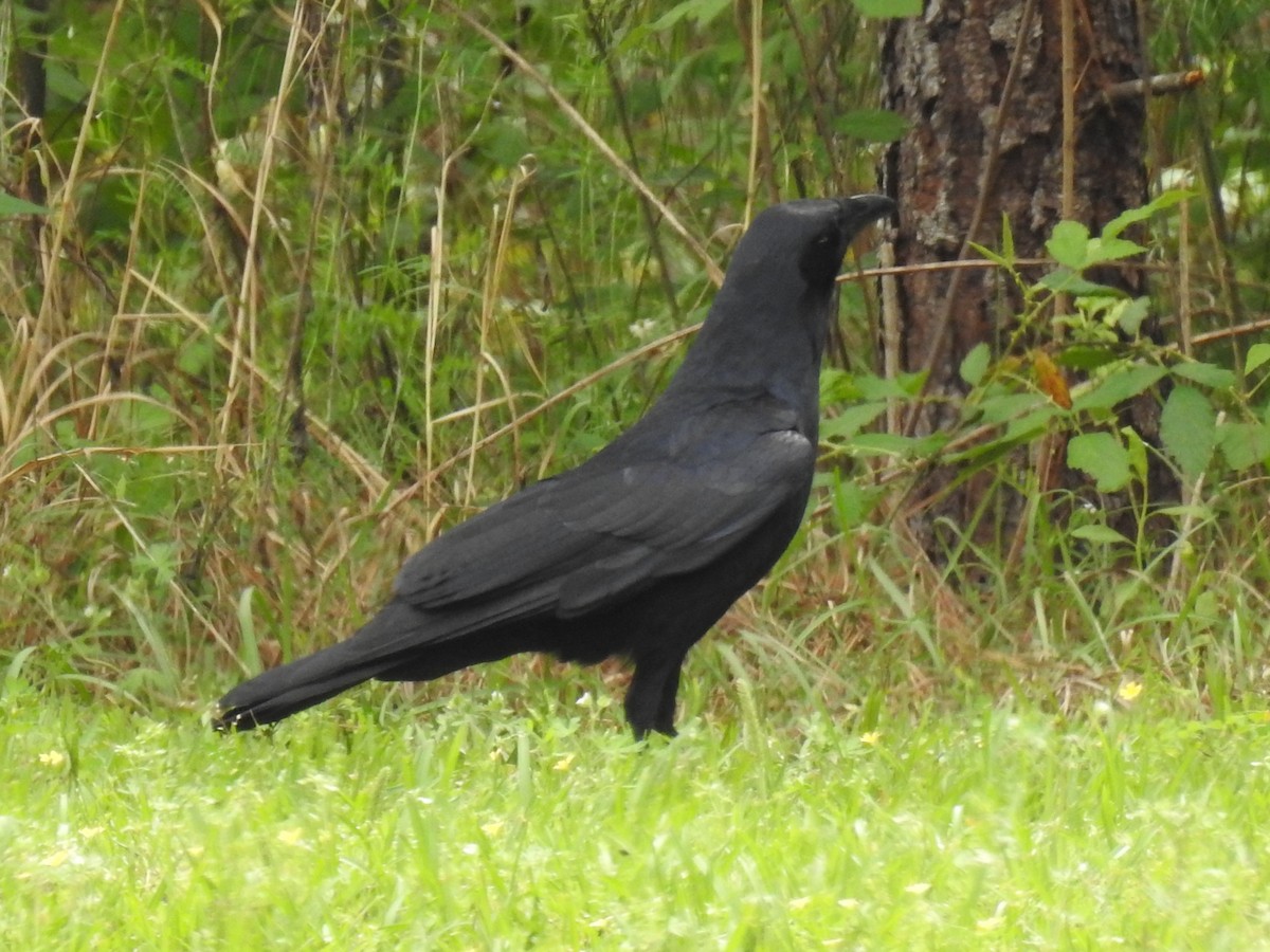 Fish Crow - ML551086311