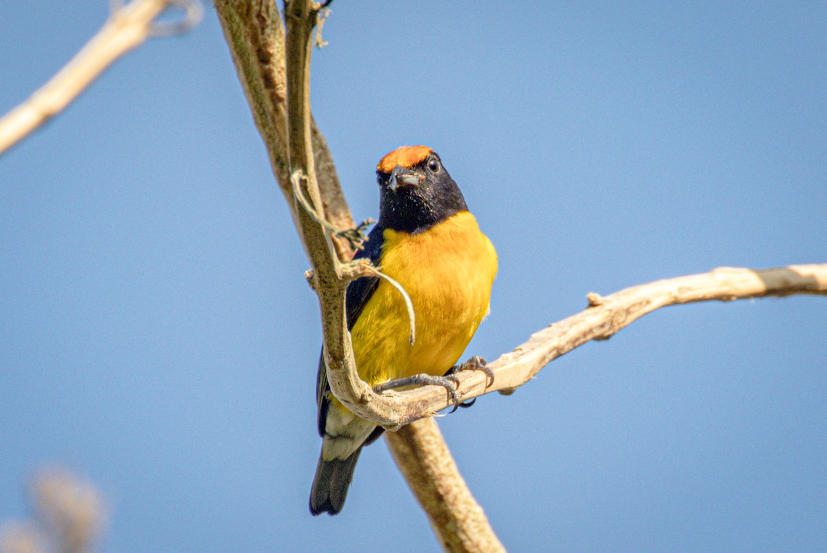 Tawny-capped Euphonia - ML551087191