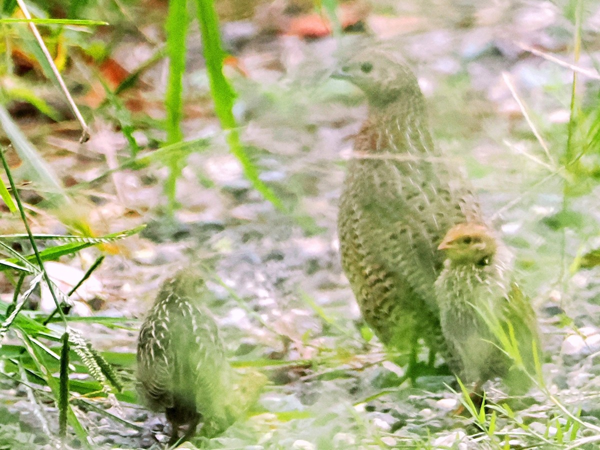 Brown Quail - ML551087221