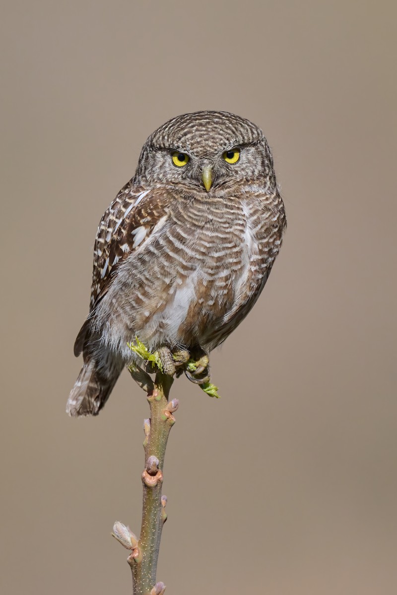 Asian Barred Owlet - Sharif Uddin