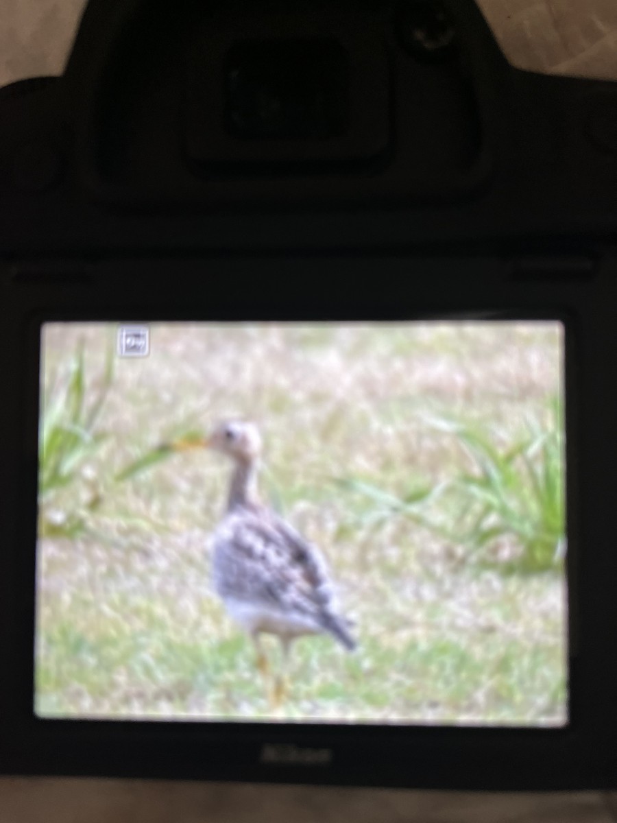 Upland Sandpiper - ML551087681