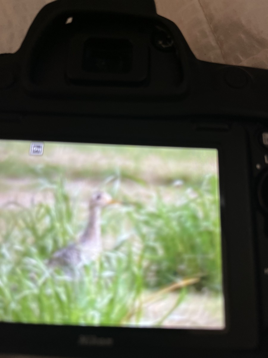 Piro piro codalunga - ML551087691