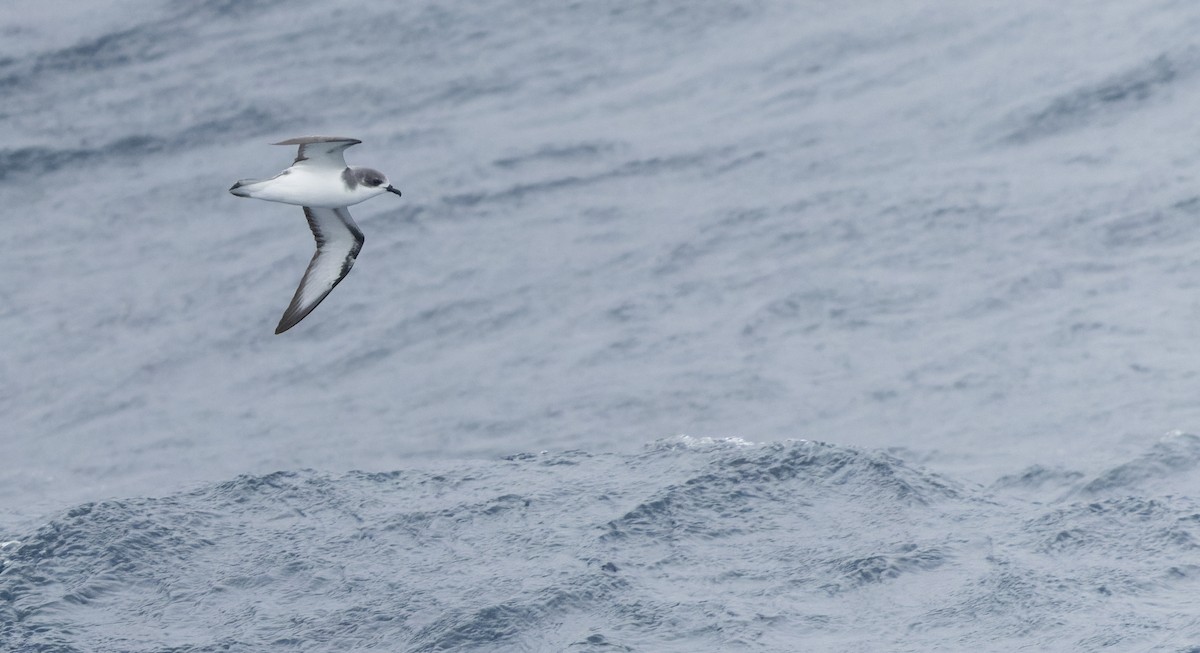 Pycroft's Petrel - Luke Seitz