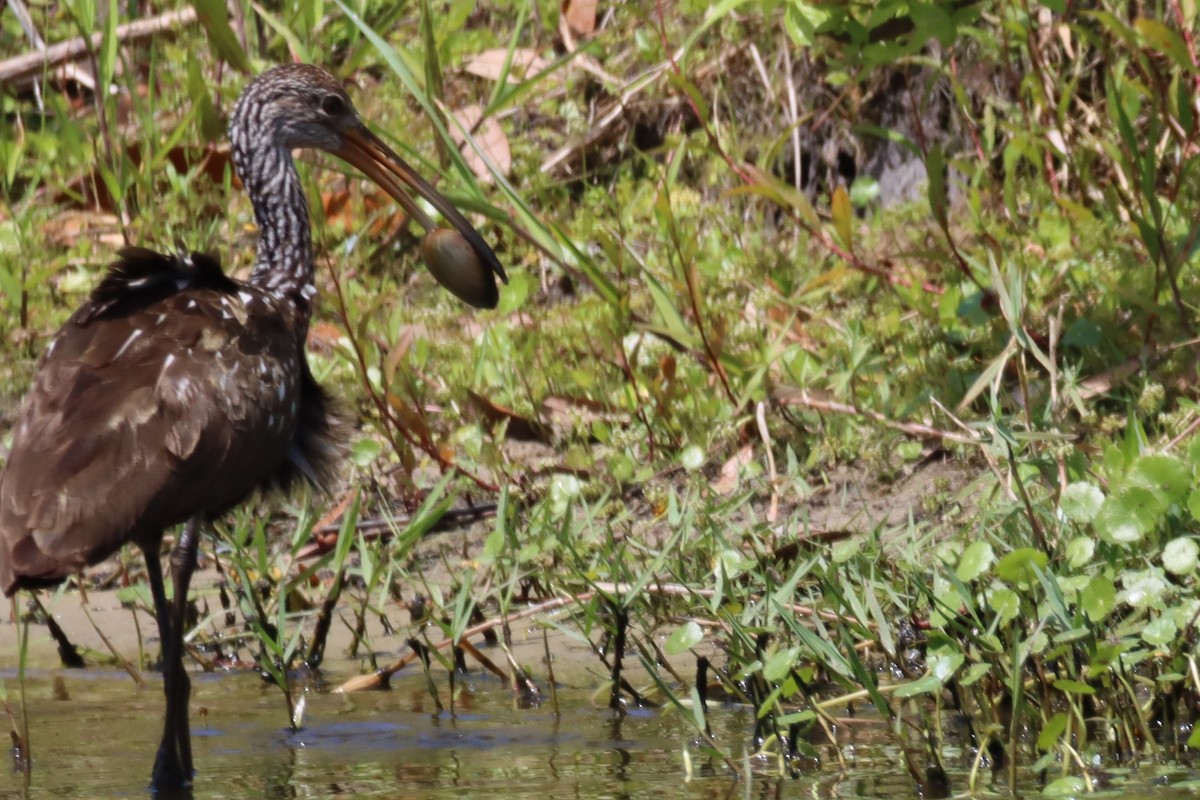 Limpkin - ML551088991