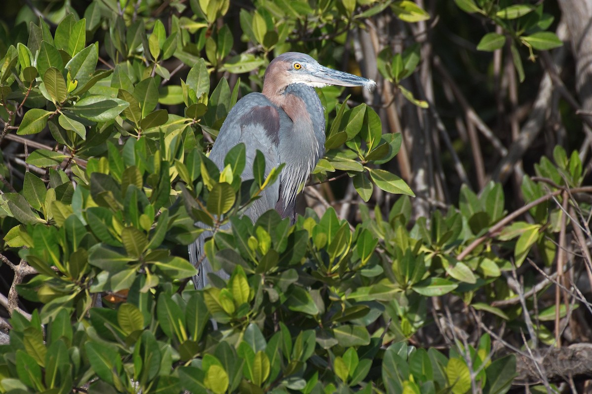 Goliath Heron - ML551089461