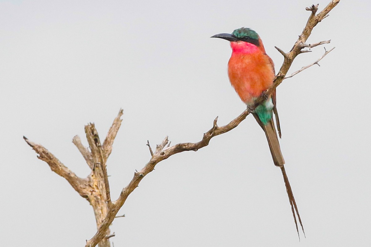 Southern Carmine Bee-eater - Byron Stone