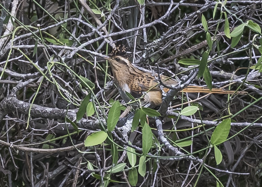 Striped Cuckoo - Amed Hernández