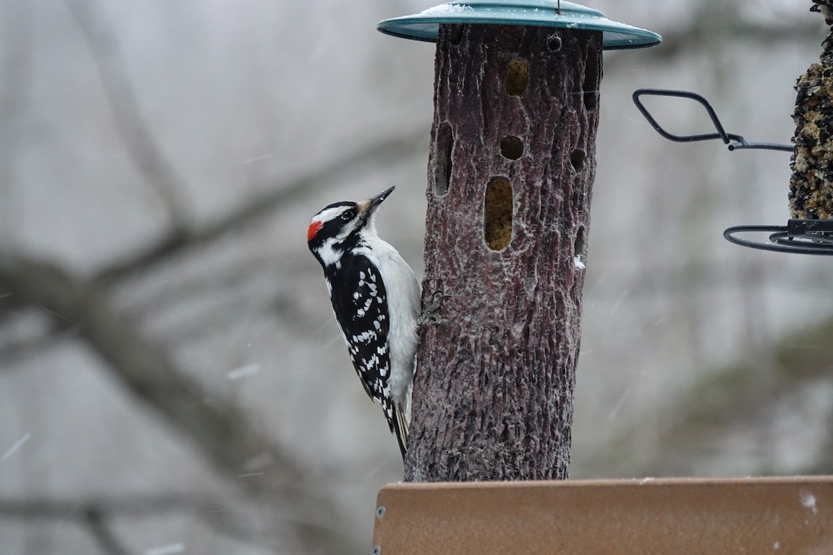 Hairy Woodpecker - ML551090581