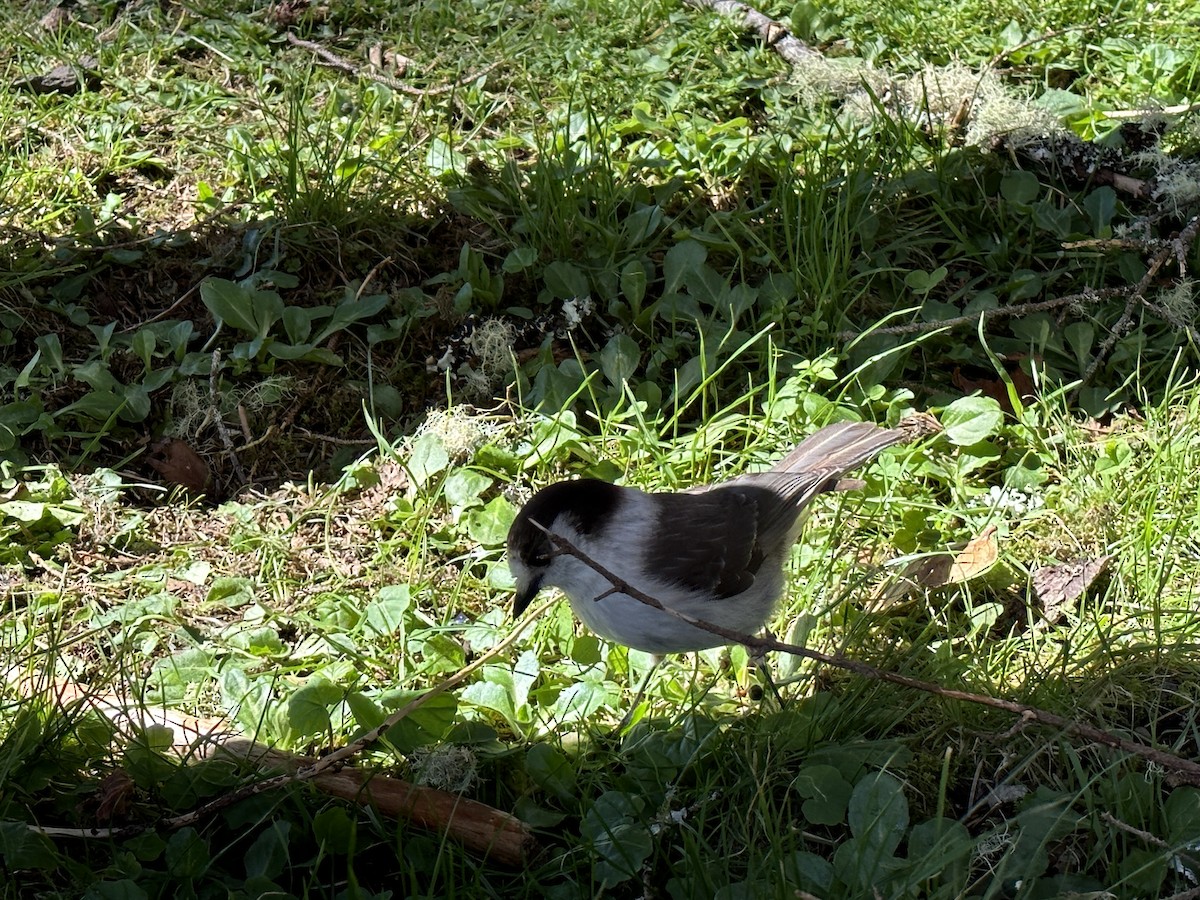 Canada Jay (Pacific) - ML551091091